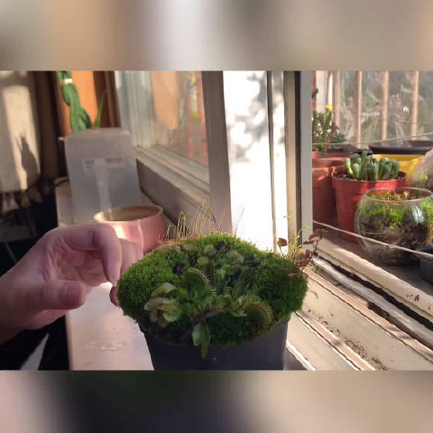 给家里的苔藓蛋糕瘦了个身...
